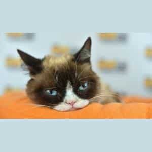 grumpy-cat