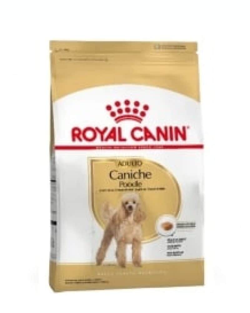 CANICHE ADULTO