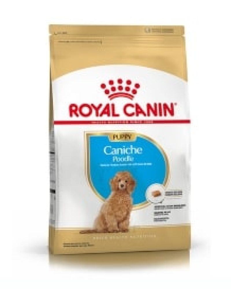 CANICHE PUPPY