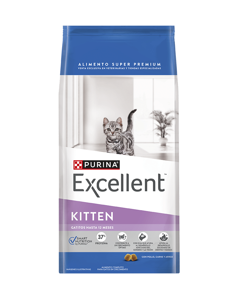 Excellent_Gatos_Kitten