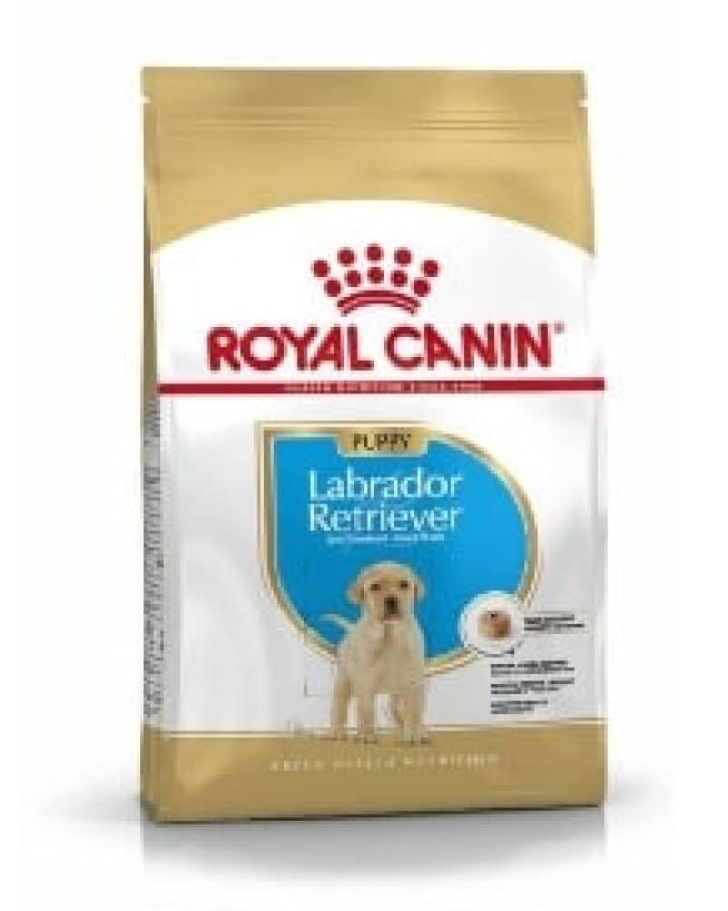 labrador retriver rc junior
