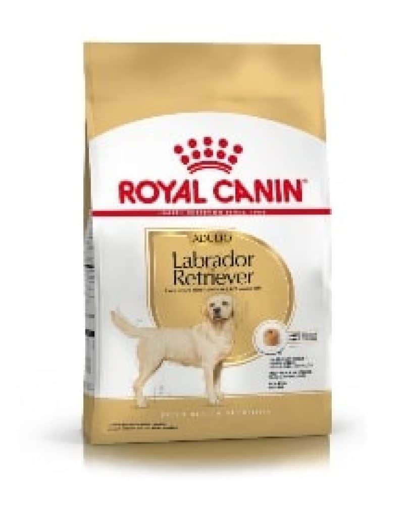 labrador retriver rc